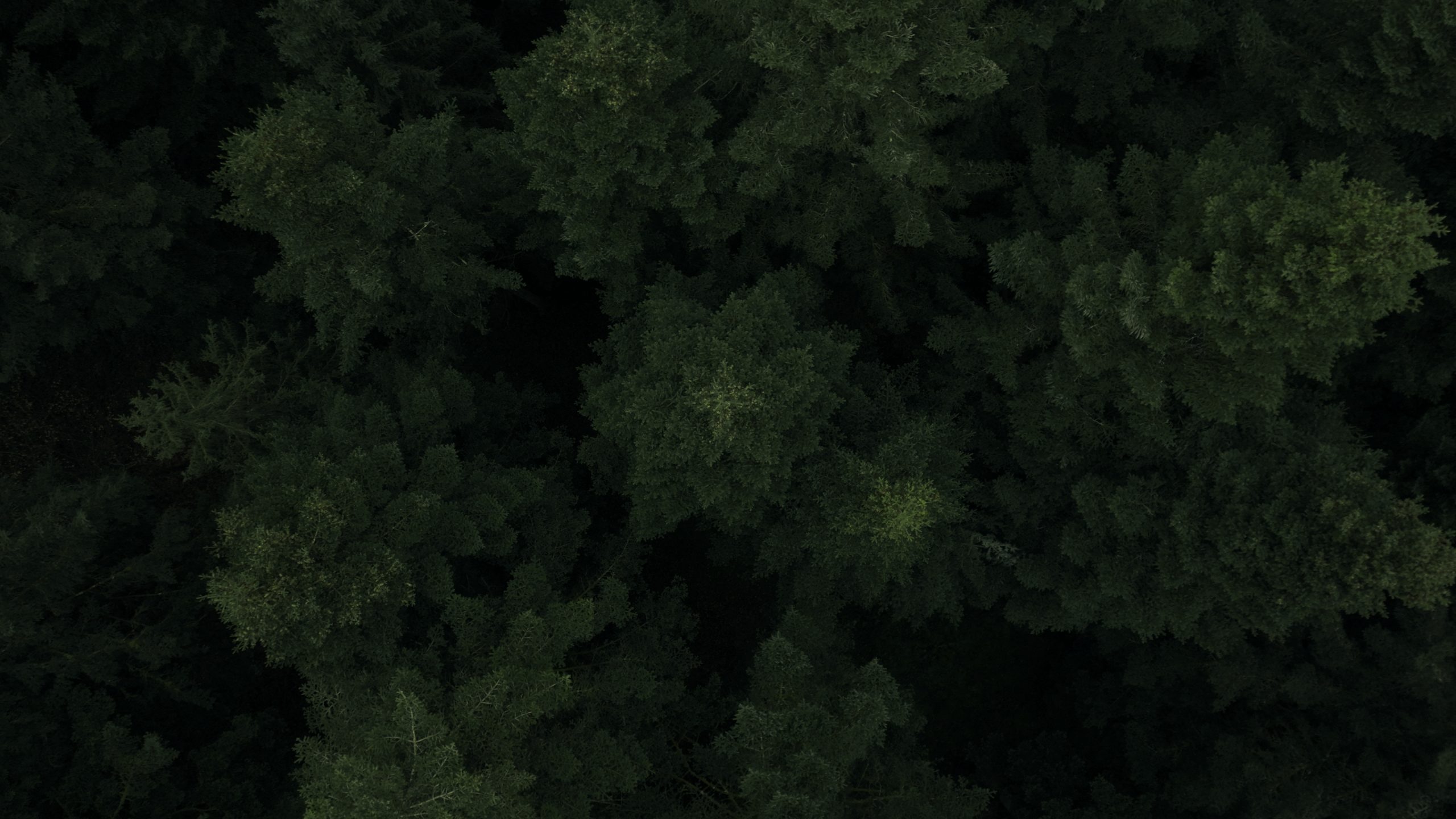 TravelLUTs-DJI-Green-Dark-Rec_1.19.2